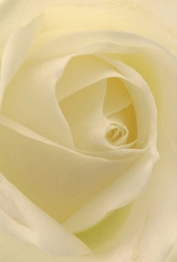 A classic white rose, seen up-close in Kingston upon Thames, mesmerises with its artful layers and pure, radiant beauty. Creamy petals, each finely etched and softly curved, unfold with measured grace-mirroring the slow flow of the Thames as it winds past local parks and Georgian townhouses. Ambient light illuminates the bloom from within, highlighting every subtle gradation of white and ivory. The matte, almost satin-like texture suggests cool serenity, while the barely-there shadows lend hypnotic depth, inviting reflection. This is the kind of rose favoured for meaningful occasions-a heartfelt apology, a celebration of love, or a centrepiece at a riverside wedding. Its spiral heart speaks of promise and resilience, just as Kingston's community blends tradition with quiet optimism. The gentle fragrance carries notes of springtime freshness, a signature touch of Kingston upon Thames Florist's expert hands, making each arrangement more than a bouquet-a moment of grace to cherish.